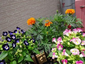 各種園芸品
